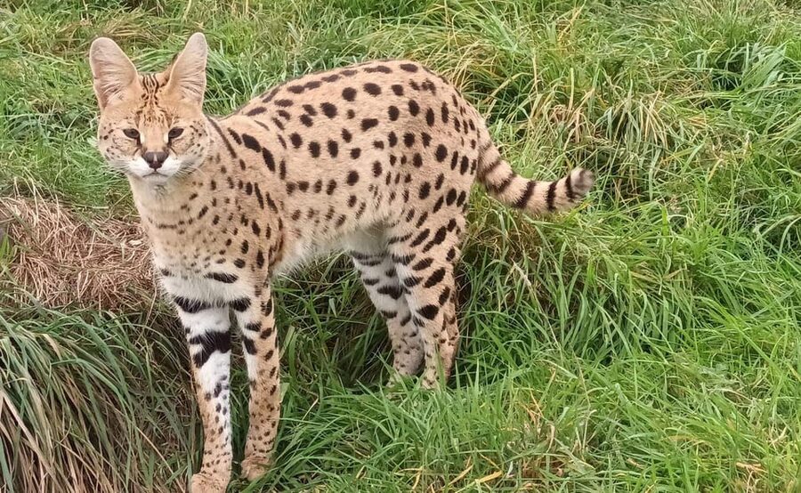 Lincolnshire: ARK Wildlife and Dinosaur Park Entry Ticket - The wildlife park angle: rescue sanctuary meets family zoo day
