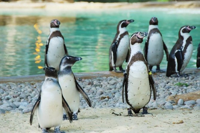 London Zoo Entry Ticket - Key highlights to plan around