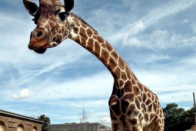 London Zoo Entry Ticket - Tickets and value: what London Zoo admission actually gives you