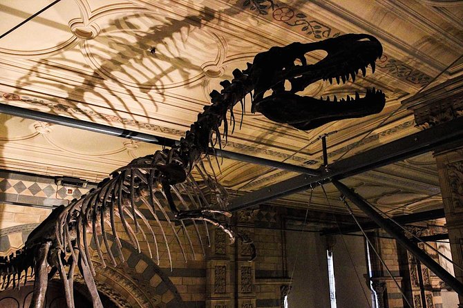 Natural History Museum London Guided Tour Semi-Private 8ppl Max - Pompeii casts and skull-drinking history: when natural history gets human
