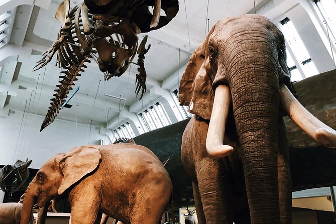 Natural History Museum London Guided Tour Semi-Private 8ppl Max - Why the small semi-private group size feels like real value