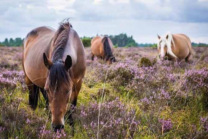 New Forest Day Out Private Tour from Southampton - Price and Value for a Private Group Up to 3