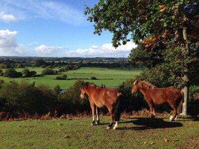 New Forest Day Out Private Tour from Southampton