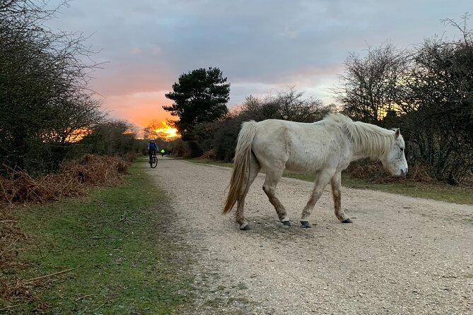 New Forest Sunset Bike Rides - A quiet-group format capped at four people