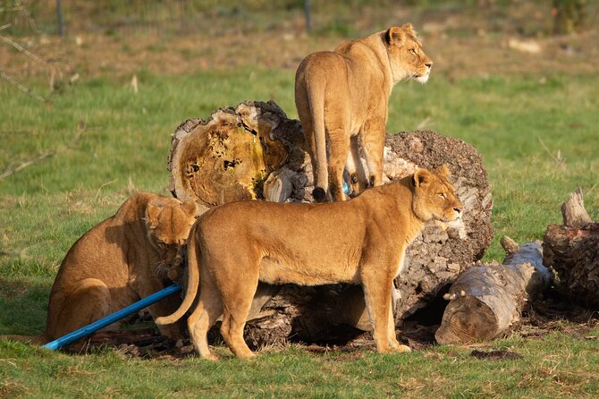 Port Lympne Day Ticket - Gardens and Quiet Stops Between Animal Encounters