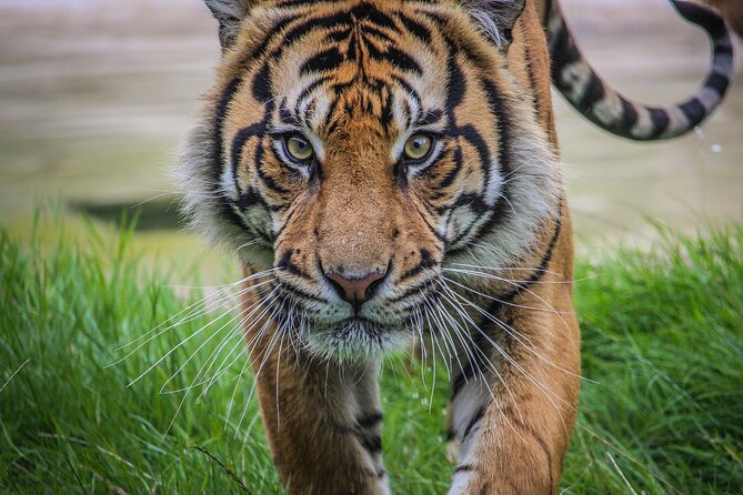 Port Lympne Day Ticket - Who Should Book, Fitness and Pregnancy Notes