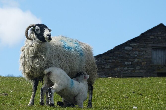 Private "All Creatures Great and Small" Yorkshire Dales Tour from Harrogate - Hawes and Wensleydale Creamery: A Short Stop With Big Payoff