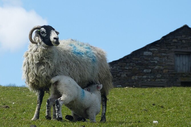 Private "All Creatures Great and Small" Yorkshire Dales Tour from York - Yorkshire Dales National Park: Darrowby Greens, Churches, and Farm Scenery
