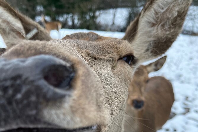 Private Deer Park Tour and Day Out in Leek - Key things to know before you go