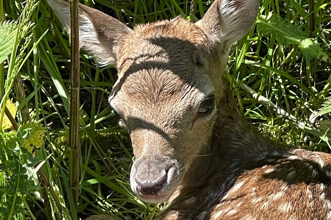 Private Deer Park Tour and Day Out in Leek - Sprinks Farm Deer Park near Leek: wildlife viewing with real breathing room