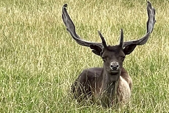 Private Deer Park Tour and Day Out in Leek - Deer park photography tips that actually help in the field