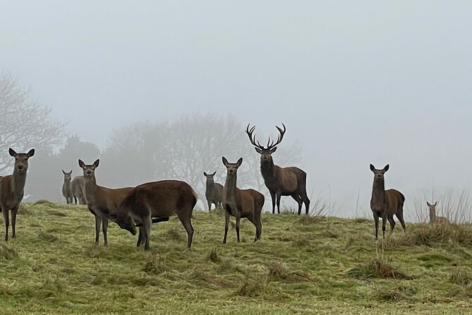 Private Deer Park Tour and Day Out in Leek - Price and value: is $30.21 per person worth it?