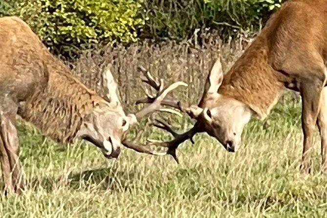 Private Deer Park Tour and Day Out in Leek - Booking basics, timing, and what your day will look like