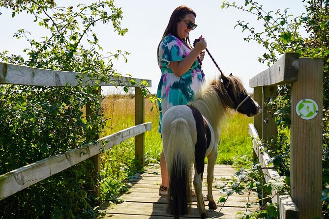 Private Miniature Horse Walking near Lincoln - Mini Falabella Horses in Walcott, Lincolnshire