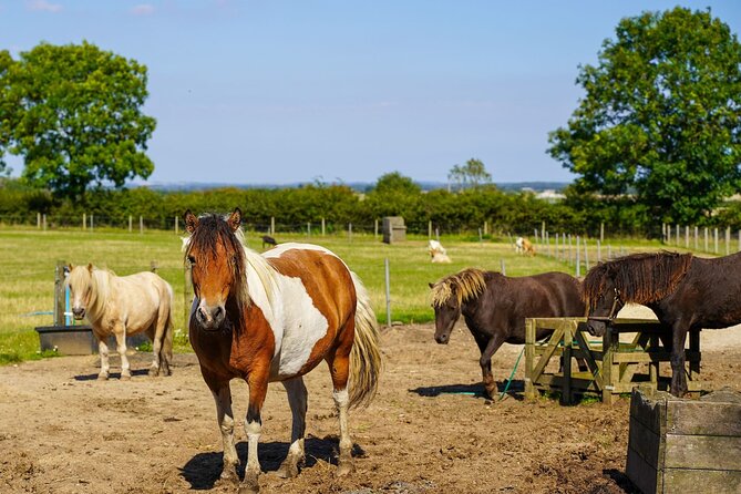Private Miniature Horse Walking near Lincoln - The Practice Walk: Test Driving Walk, Steer, and Stop