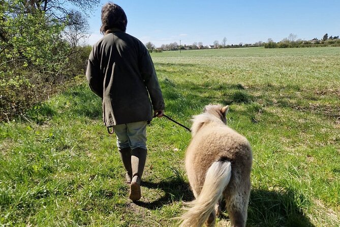 Private Miniature Horse Walking near Lincoln - The Countryside Walk Routes, and How Flexible They Are
