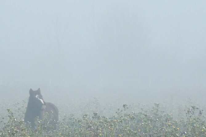 Private Miniature Horse Walking near Lincoln - More Than Just Horses: Ponies, Goats, and Farm Friends