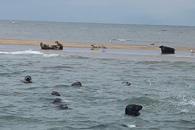 Scroby Sands Seal Watching - From the RNLI South Pier, then back again: how the 1.5 hours is structured