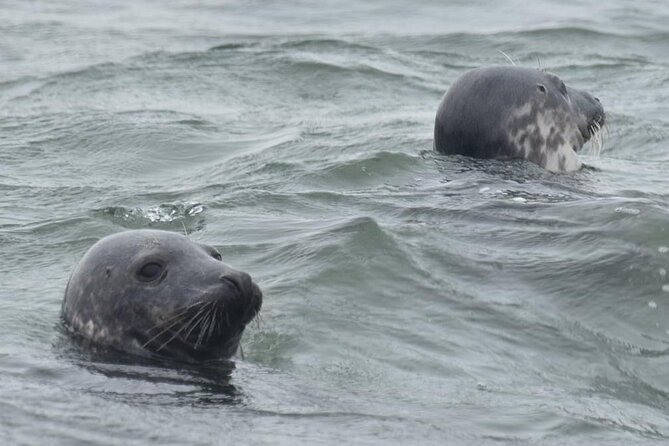 Scroby Sands Seal Watching - Price and value: what $81.95 buys you in a small-group outing