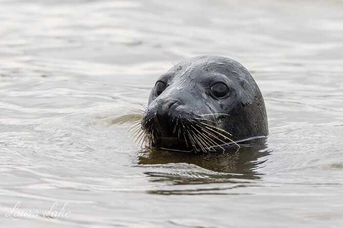 Scroby Sands Seal Watching - Planning ahead: weather limits, mobile tickets, and what to do on the day