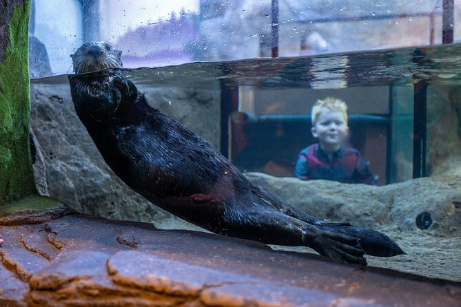 SEA LIFE Birmingham Admission Ticket - Key highlights at National SEA LIFE Centre Birmingham