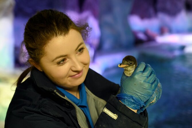 SEA LIFE Birmingham Admission Ticket - Ozzy and Ola sea otters: the most memorable animal moment