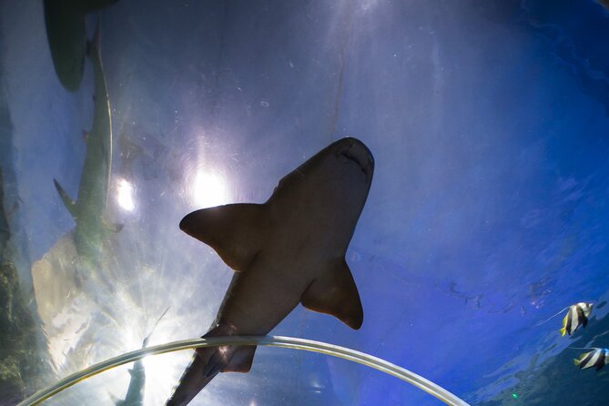 SEA LIFE Birmingham Admission Ticket - The 360° Ocean Tunnel with sharks, rays, and a giant sea turtle