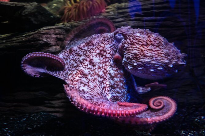 SEA LIFE Birmingham Admission Ticket - Who this SEA LIFE Birmingham ticket is best for