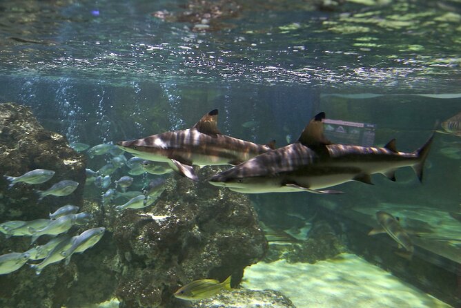 SEA LIFE Blackpool Admission Ticket - Stingrays and ray tunnels: close-up viewing without the soggy part