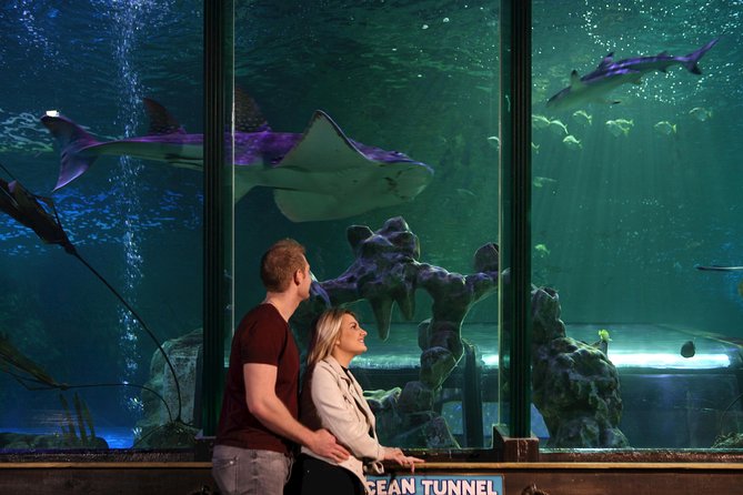 SEA LIFE Blackpool Admission Ticket - Ocean tunnel walk-through: seeing life under the sea, calmly and dry