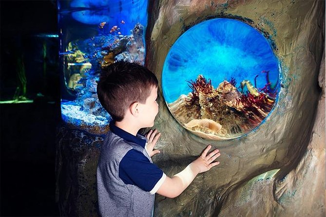 SEA LIFE Blackpool Admission Ticket - Sharks and big tanks: the 25 years angle you can appreciate