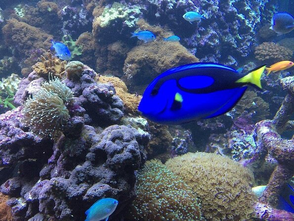 SEA LIFE Brighton Admission Ticket - Key Things I’d Bookmark Before You Go