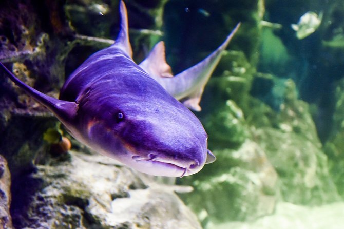 SEA LIFE Brighton Admission Ticket - Seahorses, Feeding Moments, and Secrets of the Reef