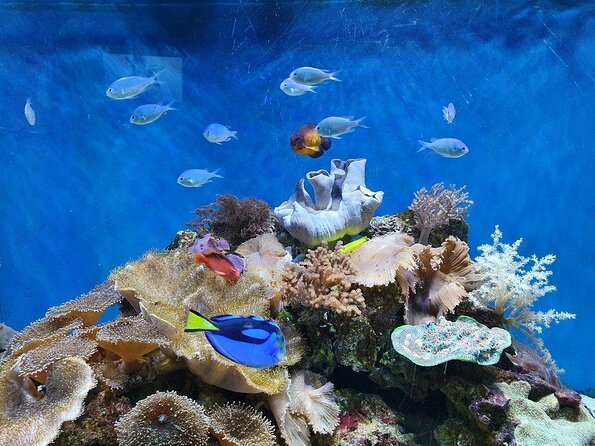 SEA LIFE Great Yarmouth General Admission - Ticketed Admission That Fits a Family Afternoon