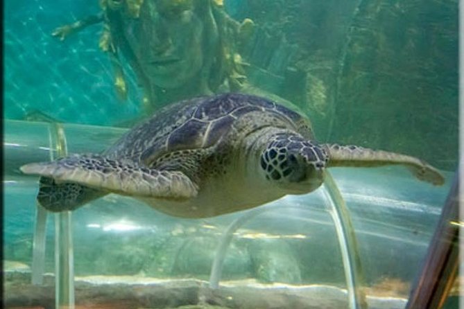 SEA LIFE Great Yarmouth General Admission - Tropical Fish, Turtles, and the Atlantis-Themed Exhibit