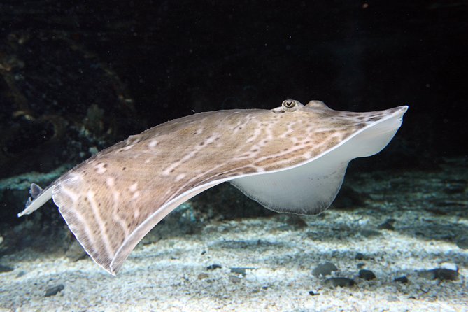 SEA LIFE Great Yarmouth General Admission - Price and Value: Is $21.92 Worth It?
