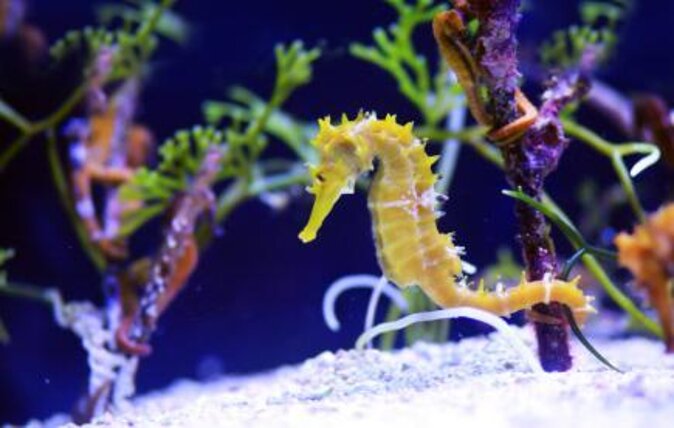SEA LIFE London Aquarium Admission Ticket - Starting below the waves: elevators, tunnels, and your first sea life wow