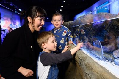 SEA LIFE London Aquarium Admission Ticket