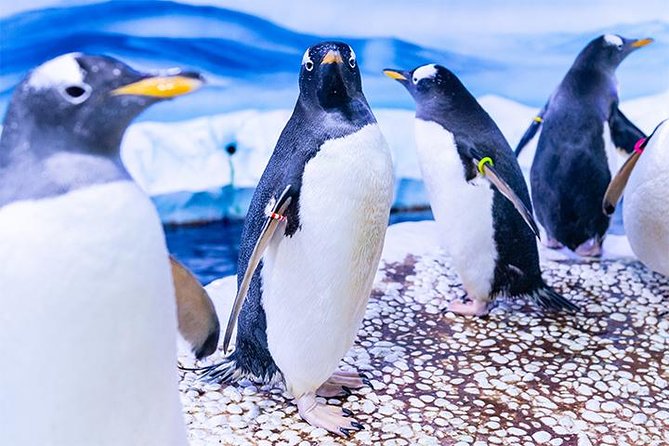 SEA LIFE London Aquarium Admission Ticket - Penguins, VR moments, and what to do when habitats shift