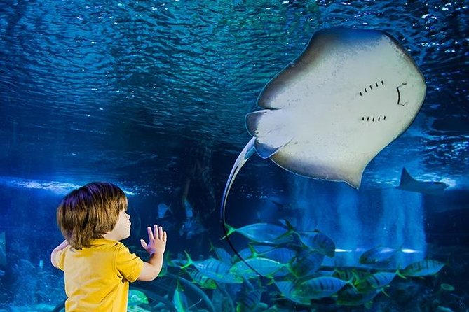 SEA LIFE Manchester Admission Ticket - Key takeaways before you go