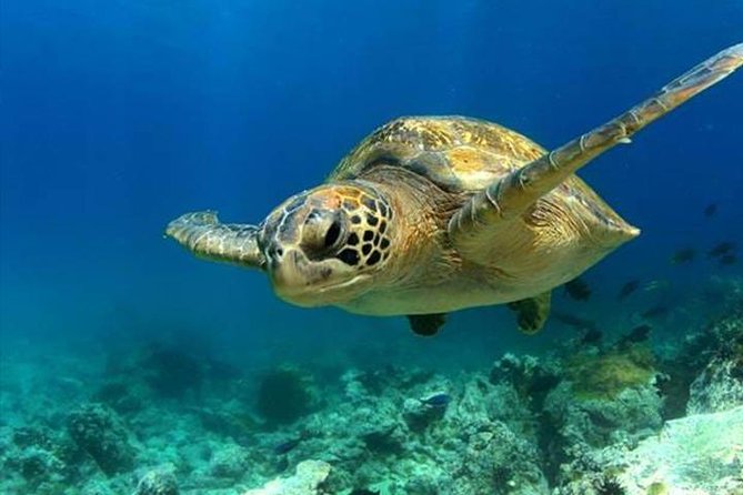 SEA LIFE Manchester Admission Ticket - Turtle Beach 3D: the clever start that sets the mood