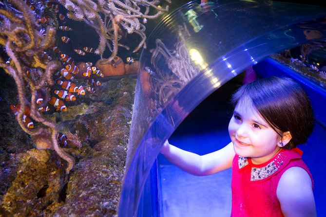 SEA LIFE Manchester Admission Ticket - Stingray Bay: the relaxing stop that works for most ages