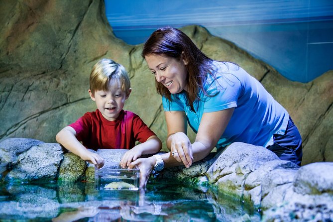 SEA LIFE Manchester Admission Ticket - Rockpools hands-on: where learning becomes touchable