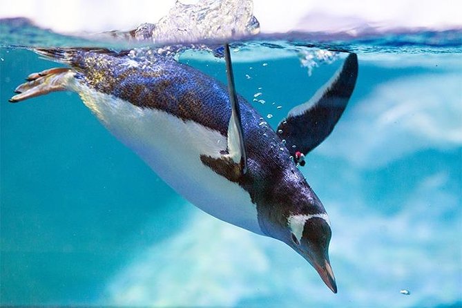 SEA LIFE Manchester Admission Ticket - From underwater caves to shipwreck creatures: spotting the odd ones