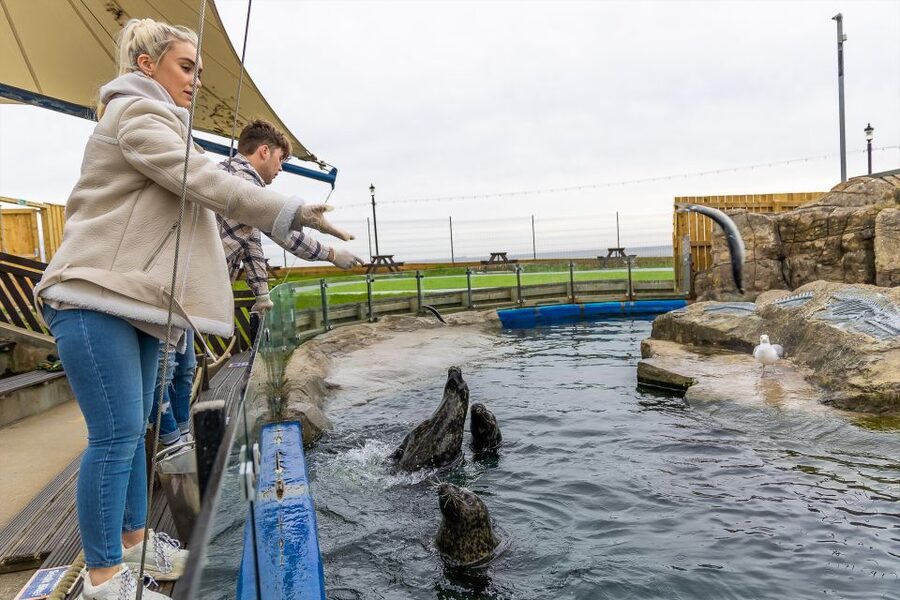 Sea Life Scarborough - Seal Hospital and Boo: local rescue stories you can follow