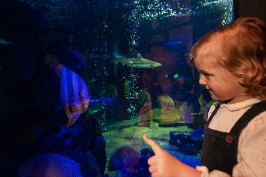 Sea Life Scarborough - Daily talks and feeding times: make the information stick