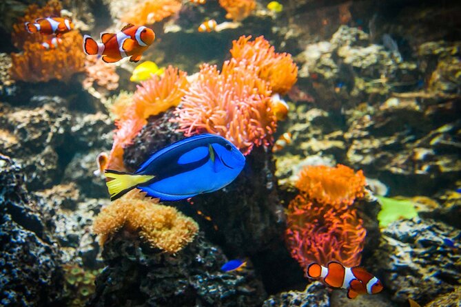 SEA LIFE Weymouth Admission Ticket - Getting there, moving around, and who it fits best