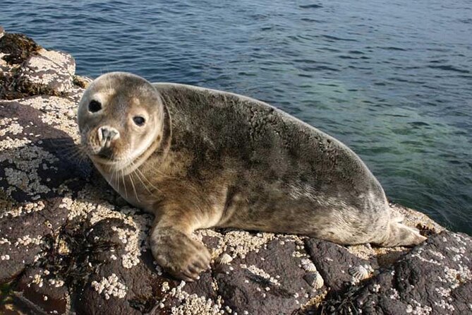 Seabird & Seal Farne Islands Cruise. 1.5 hours long. Departing from Seahouses. - Key points you should know before you go