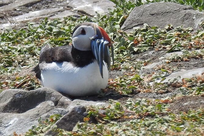 Seabird & Seal Farne Islands Cruise. 1.5 hours long. Departing from Seahouses. - The 90-minute Farne Islands loop from Seahouses