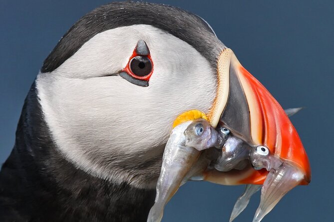 Seabird & Seal Farne Islands Cruise. 1.5 hours long. Departing from Seahouses. - Trinity House storytelling: birds, seals, and why the guide matters